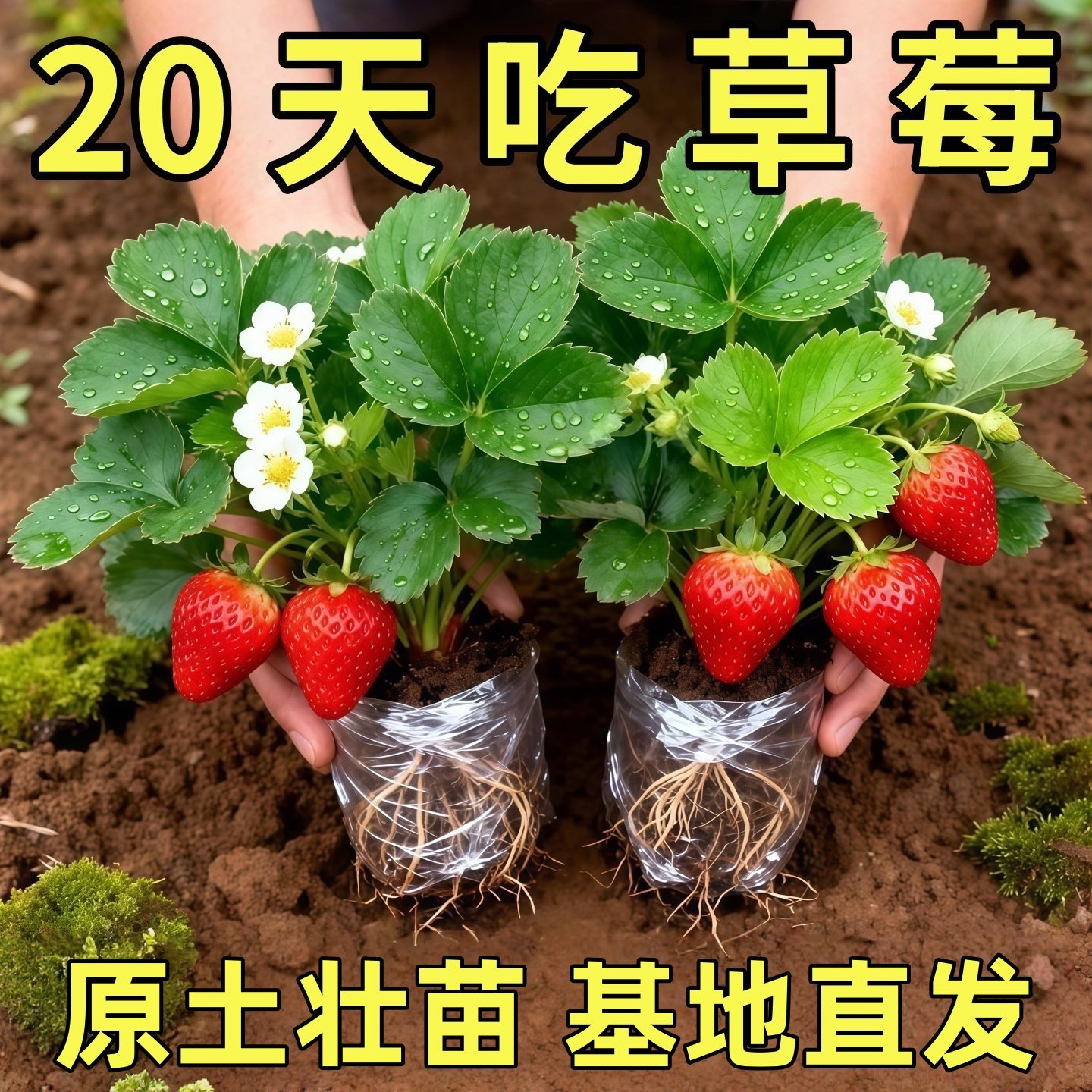 当年种苗包结果牛奶章姬奶油丹东99草莓苗盆栽红颜种植大棚栽幼苗,鲜花速递/花卉仿真/绿植园艺,种苗/半成品盆栽,淘宝优惠券,粉丝福利购,淘宝优惠卷