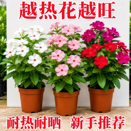长春花盆栽重瓣大花花苗室内阳台盆栽植物鲜花卉绿植云南直发