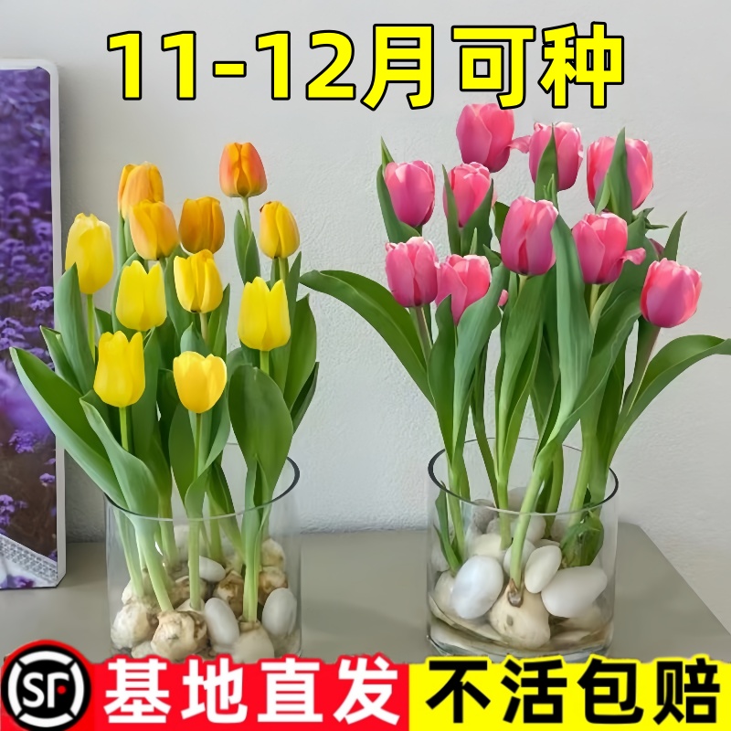 郁金香种球水培花卉植物室内花四季开花种子盆栽花苗土培水养好活