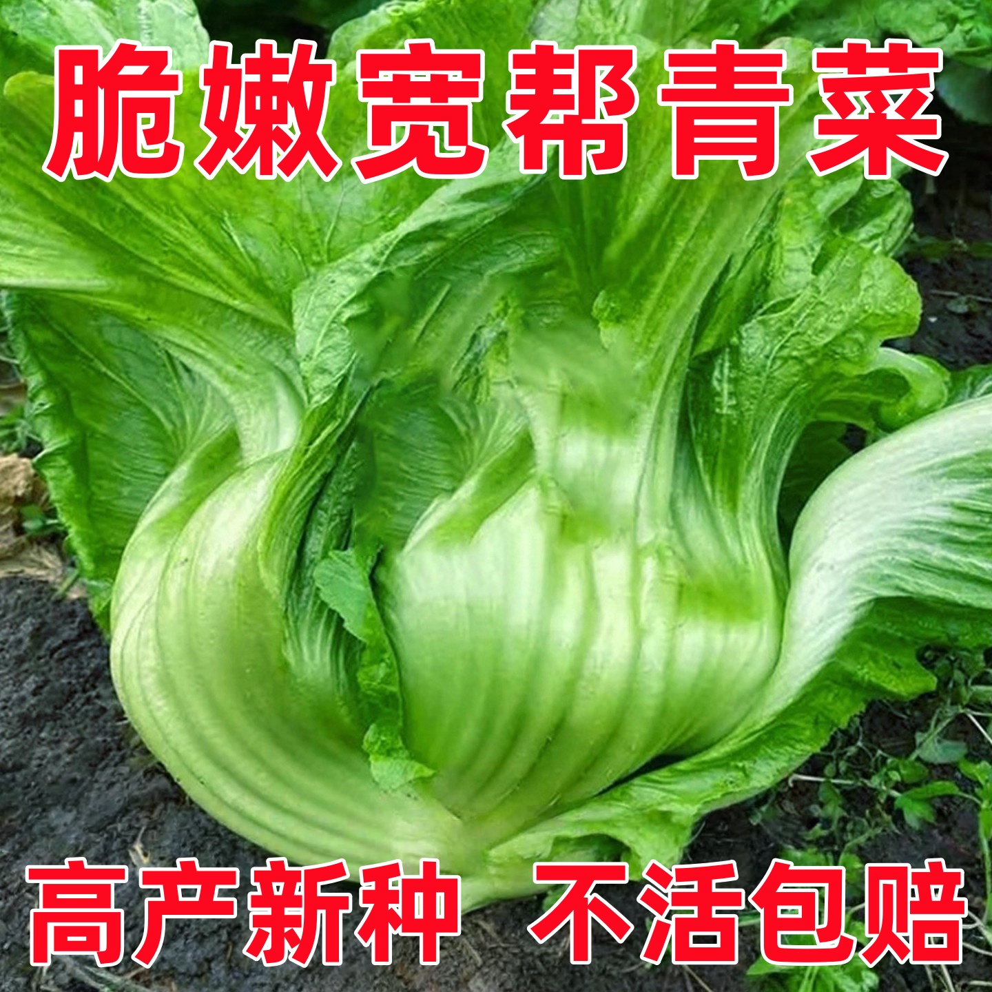 四川大肉泡青菜种子老坛酸菜鱼宽帮青菜包心芥菜四季播蔬菜种籽