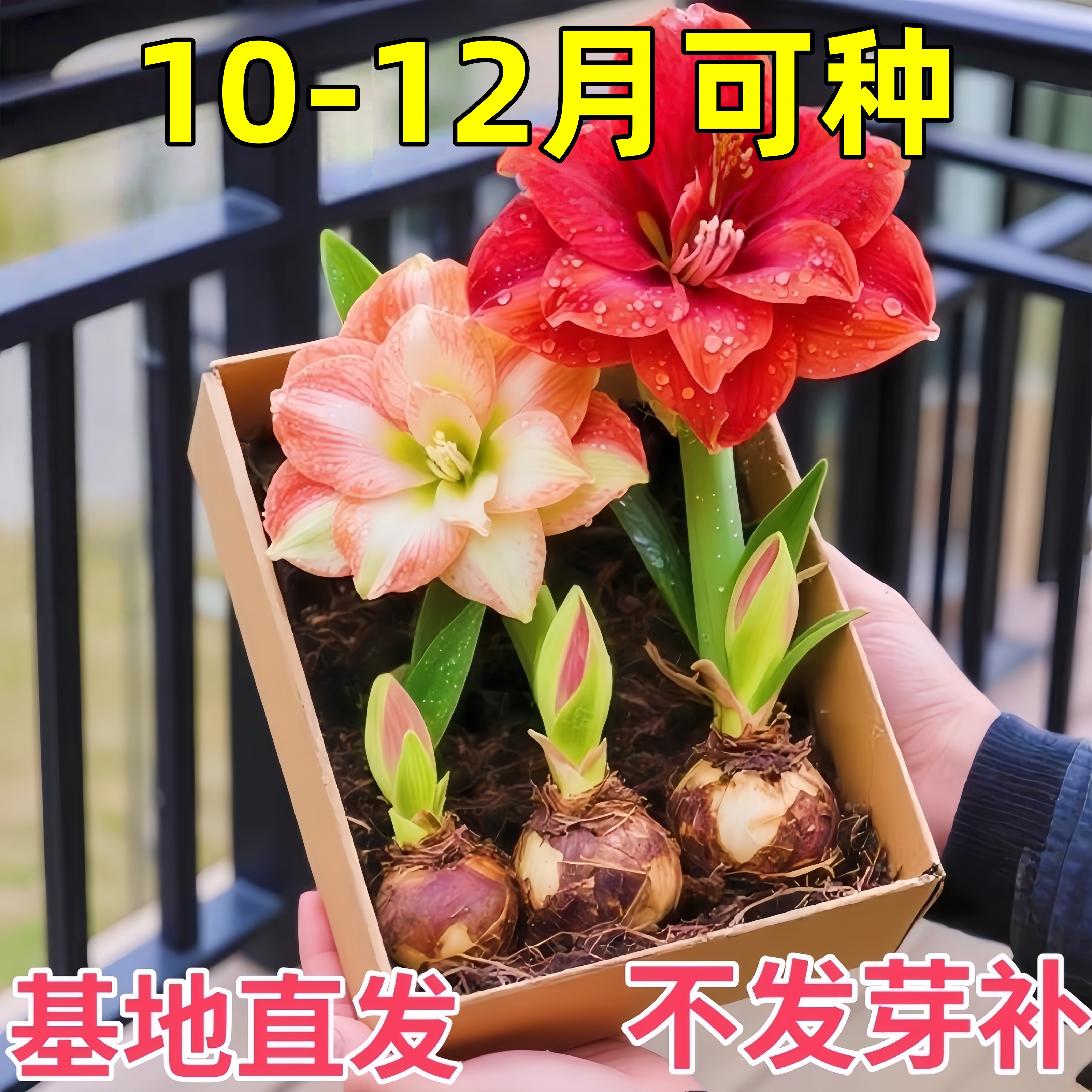 朱顶红进口重瓣种球盆栽花卉植物室内当年开花阿弗雷鬼魅初恋双梦