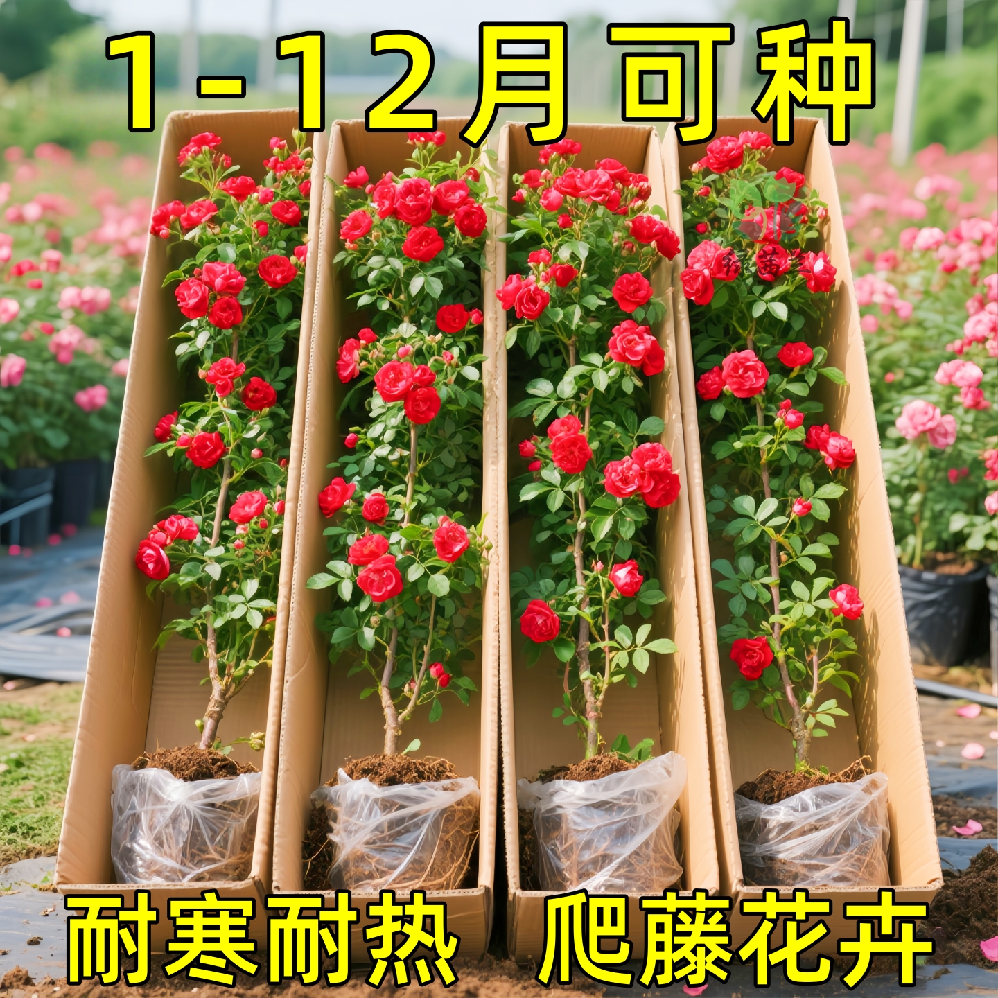 红木香树苗当年开花爬藤禄植物黄木香花大苗庭院耐热蔷薇花卉盆栽