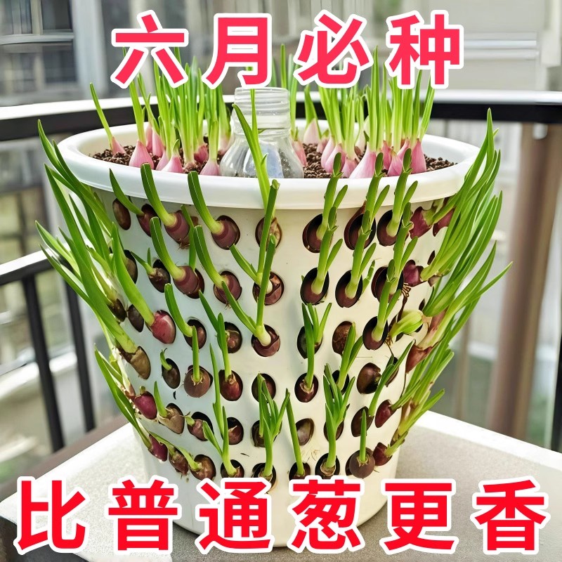 种植专用四川小香葱红葱头带芽盆栽火葱黄葱当年葱苗榨葱油干葱头