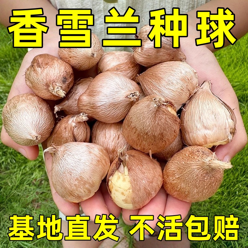 香雪兰种球四季多年生花香浓郁重瓣小苍兰好养活盆栽带牙球根种子