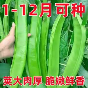 大刀豆种籽巨型大豆角大扁豆高产刀巴豆巴西豆四季豆种子蔬菜种籽