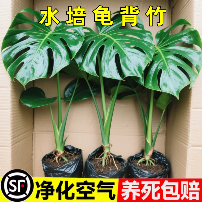 水培大型开背老桩龟背竹盆栽四季常青办公室好看客厅室内常青绿植