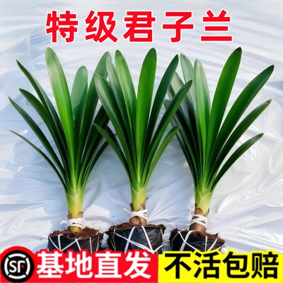 君子兰盆栽老苗四季好养多肉花卉带花苞绿植物室内圆头和尚大小苗