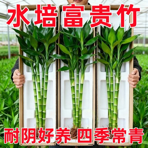 富贵竹水培植物客厅招财粗竹水养节节高绿植室内办公桌盆栽转运竹