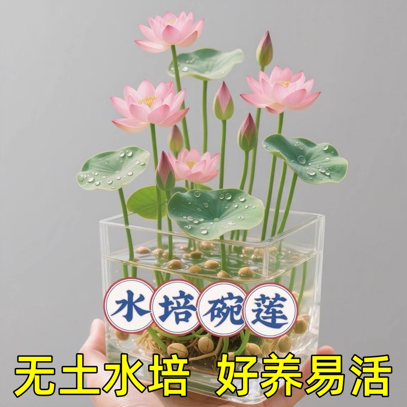水培植物碗莲花卉室内花好养夏季播种种子籽水养荷花盆栽鱼缸睡莲