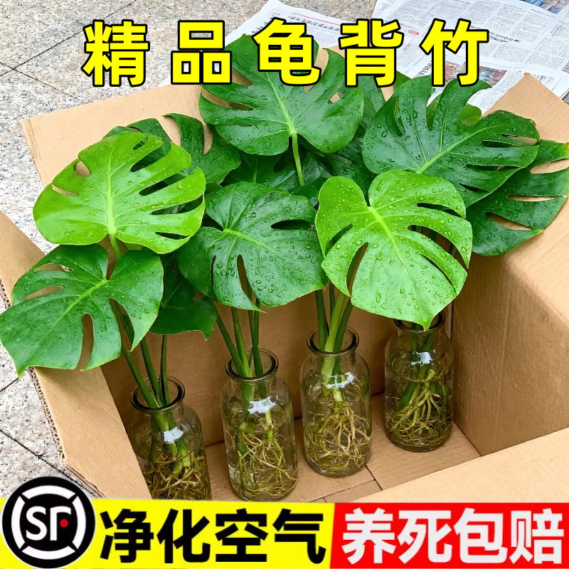 龟背竹水培植物四季绿植室内盆栽客厅办公室桌面大叶老桩水养竹子