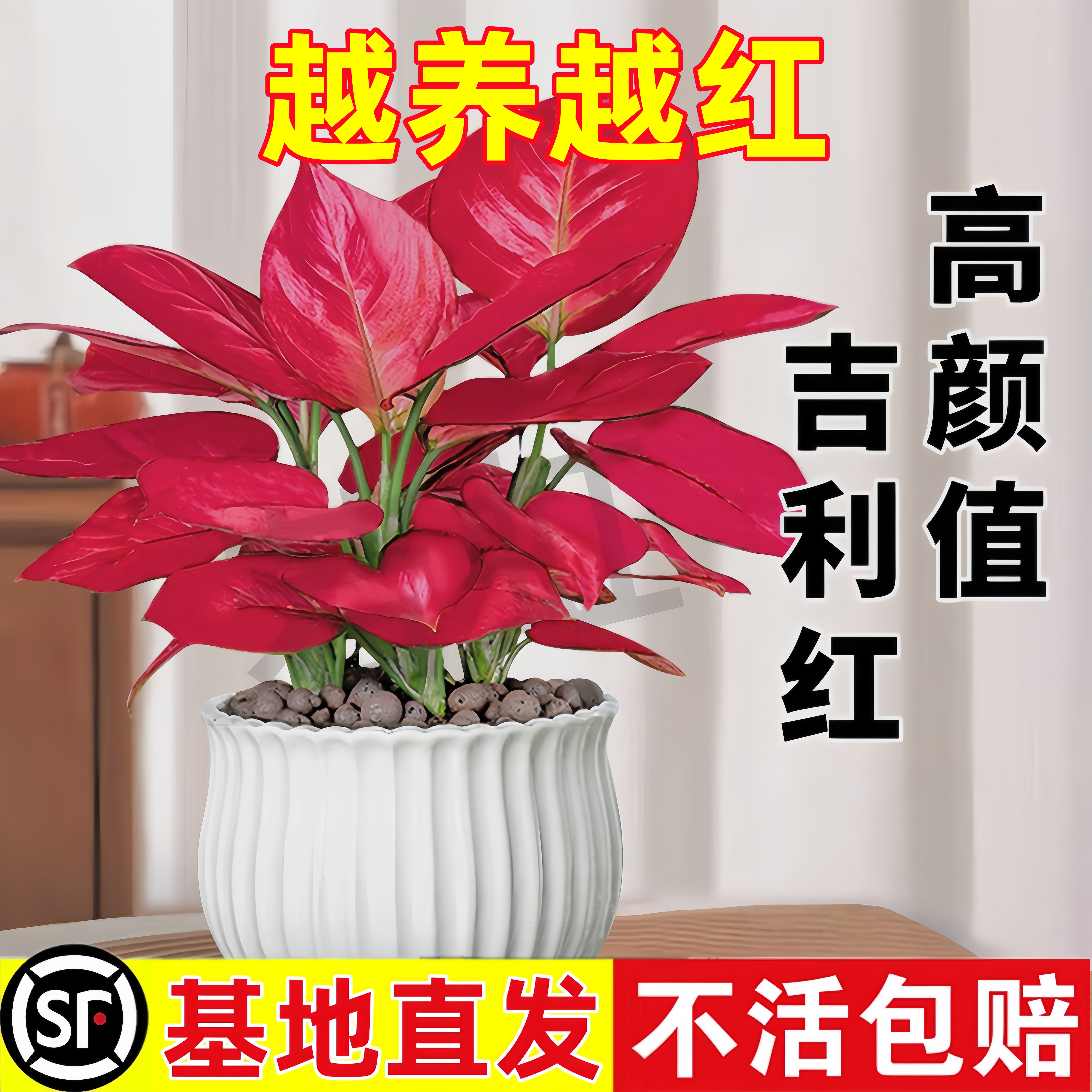 吉利红盆栽如意皇后花水培万年红室内当年绿植客厅发财树花卉植物