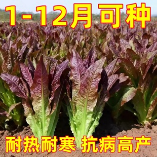 紫红油麦菜种子蔬菜种籽莜麦菜苦菜春秋四季阳台盆栽莴苣种孑