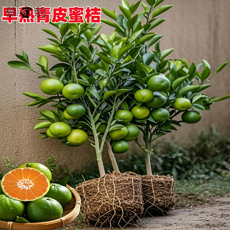 早熟青皮蜜桔耐寒橘子树果树果苗嫁接南北方种植水果四季当年结果