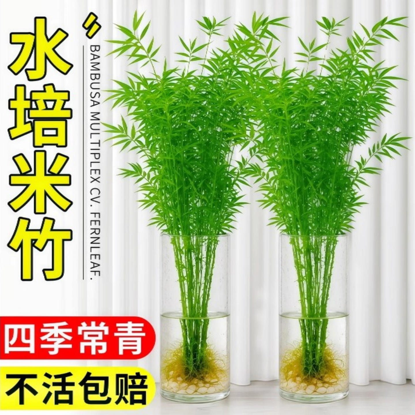 水培米竹室内盆栽植物水养观音竹富贵竹南天竹客厅懒人高级感绿植