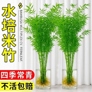 水培米竹室内盆栽植物水养观音竹富贵竹南天竹客厅懒人高级感绿植