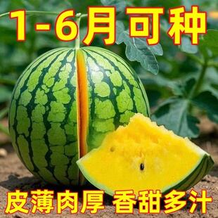 皮薄超甜黄瓤小凤西瓜种子懒汉麒麟8424美都黄皮西瓜种子四季盆栽