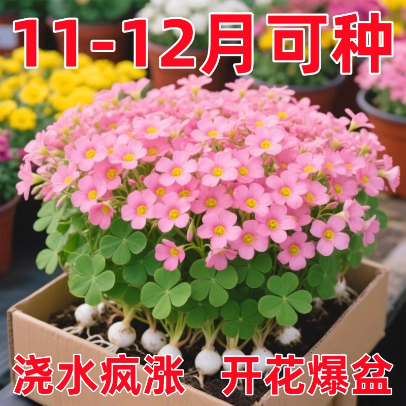 酢浆草种球种籽子紫叶酢浆草四季多年生重瓣早花卉盆栽室内外绿植