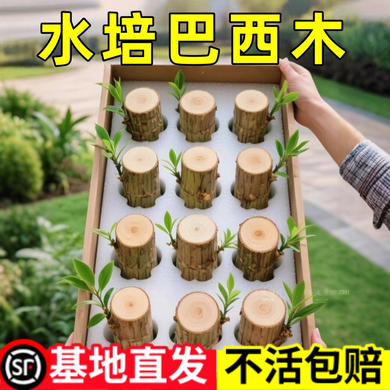 巴西木格鲁特水养幸运木水培花卉室内阳台夏季驱蚊绿植盆栽幸运木