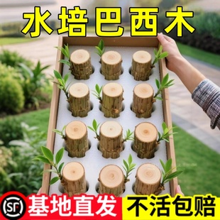 巴西木格鲁特水养幸运木水培花卉室内阳台夏季 驱蚊绿植盆栽幸运木