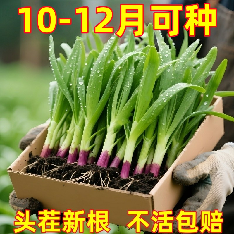寿光红根韭菜现挖现发宽叶独根韭菜春秋阳台盆栽庭院高产种植四季