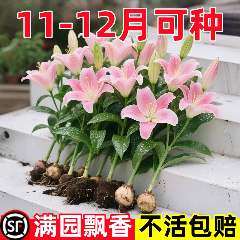 香水百合种球四季好养盆栽带花苞口进重瓣百合花球种子花苗鲜花卉