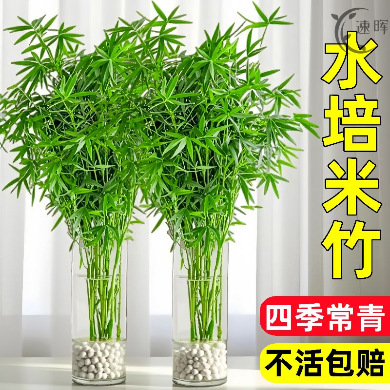 水培米竹室内盆栽植物水好养观音竹富贵竹南天竹客厅竹子花卉绿植