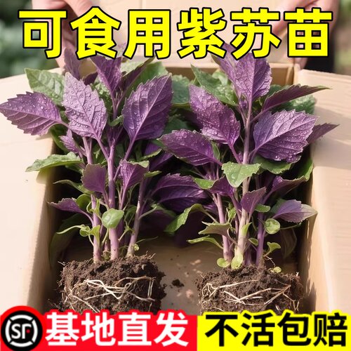 正宗紫苏可食用新鲜紫苏叶鸡冠辣椒香料紫苏子叶新鲜可食用叶子