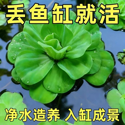 水芙蓉苗水浮萍水培植物水生植物水养草池塘鱼缸造景养殖净化水质