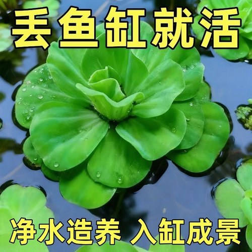 水芙蓉苗水浮莲水培植物水生植物水养草池塘鱼缸造景养殖净化水质