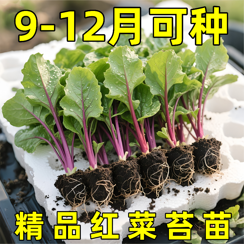 红菜苔菜苗四季种植高产早熟红菜种子耐寒耐热秋冬蔬菜秧苗种籽