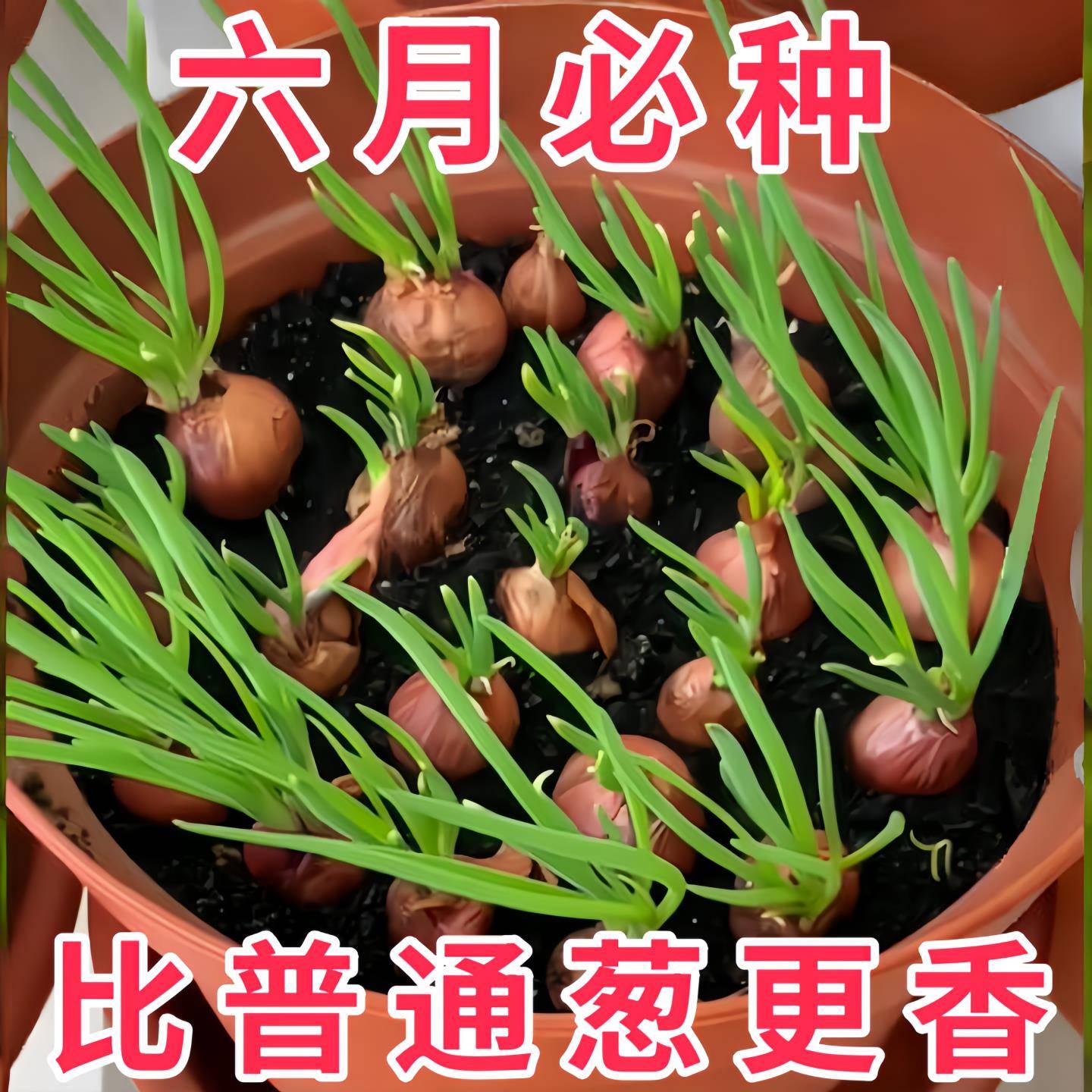 红葱头子种当年小香葱种籽阳台盆栽种植蔬菜种孑火葱头种苗菜苗春