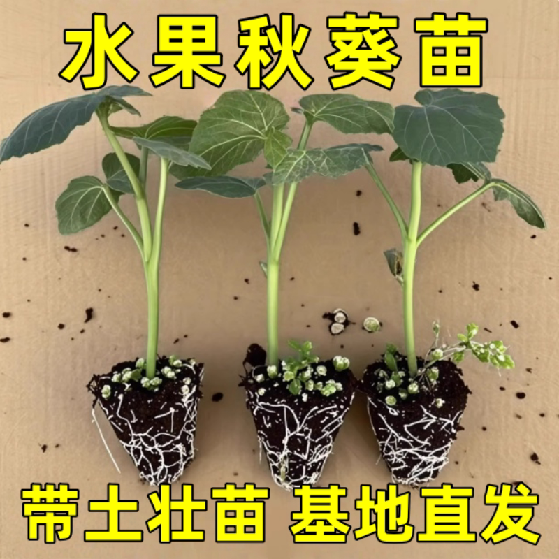 水果秋葵苗大苗带土老品种各种四季农家新鲜蔬菜秧苗阳台庭院植物