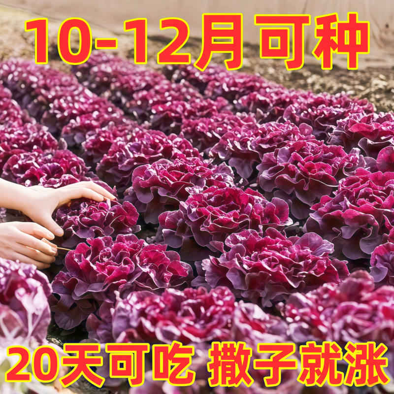 生菜种子奶油咖啡紫生菜种子叶菜类生吃甜脆多汁沙拉菜意大利生菜