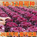 生菜种子奶油咖啡紫生菜种子叶菜类生吃甜脆多汁沙拉菜意大利生菜