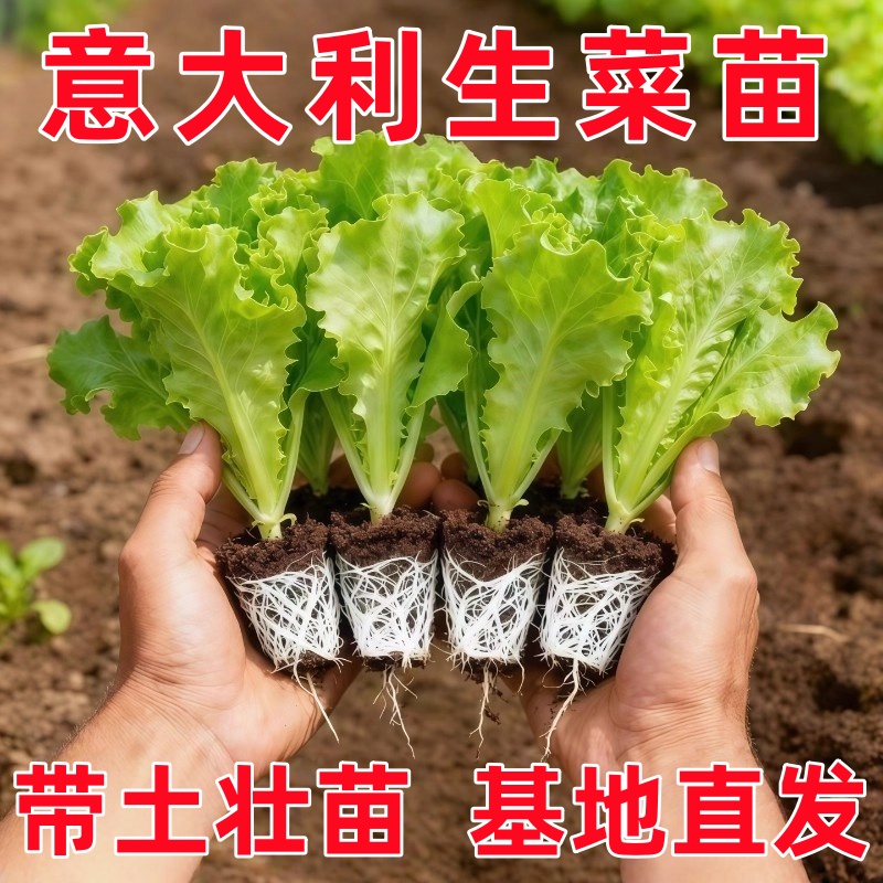 意大利生菜秧苗带土蔬菜苗大全庭院阳台盆栽菜苗四季大白菜娃娃菜