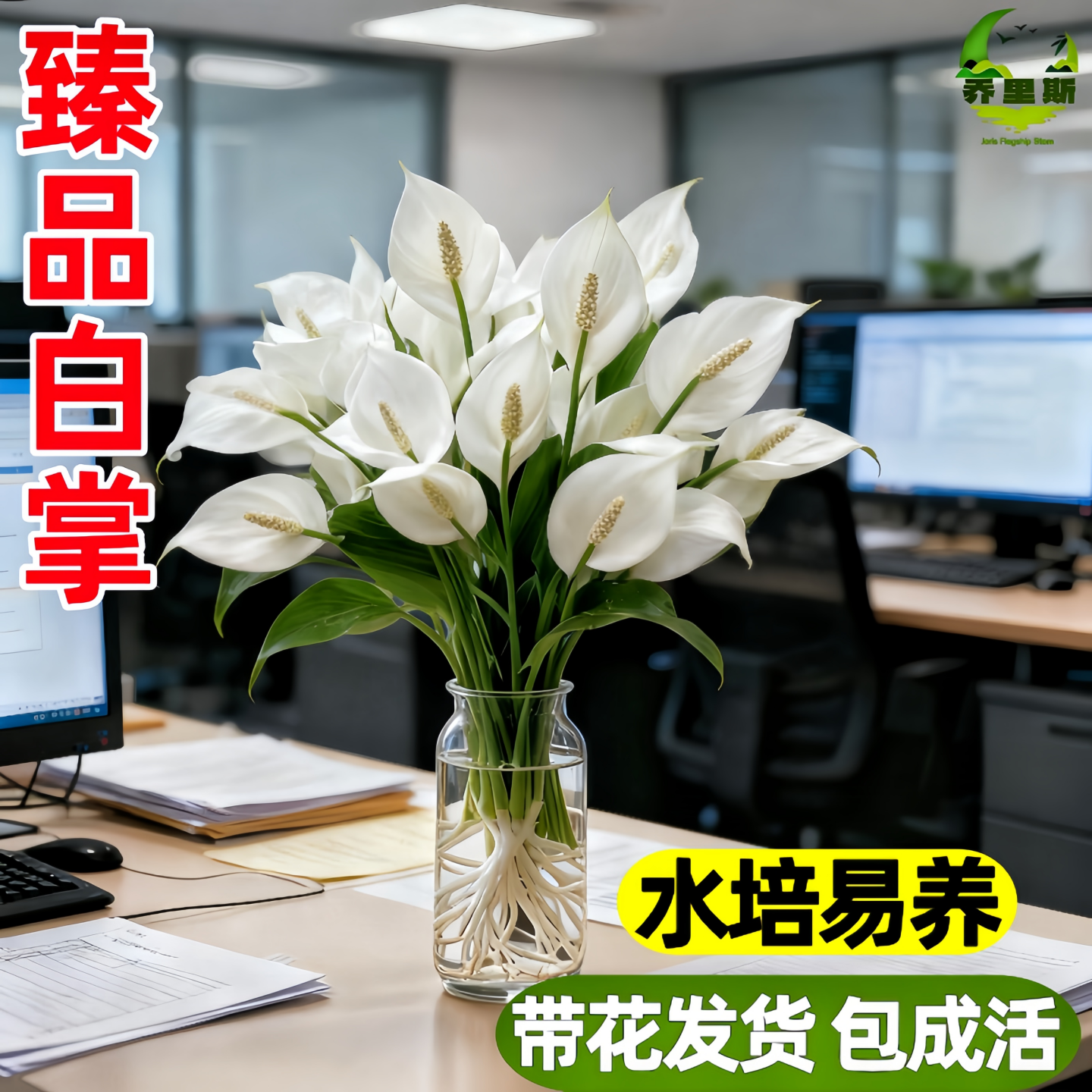白掌盆栽一帆风顺绿萝花卉植物室内花水培红掌绿植发财树净化空气