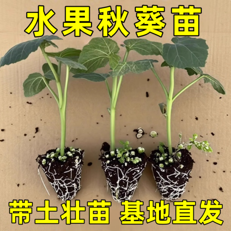 黄秋葵苗水果秋葵秧苗家庭阳台种植春夏当年播绿植物盆栽蔬菜苗孑