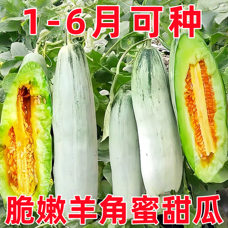 超甜羊角蜜香瓜种子甜瓜薄皮冰糖香瓜籽四季庭院阳台盆栽水果种子,鲜花速递/花卉仿真/绿植园艺,种苗/半成品盆栽,淘宝优惠券,粉丝福利购,淘宝优惠卷