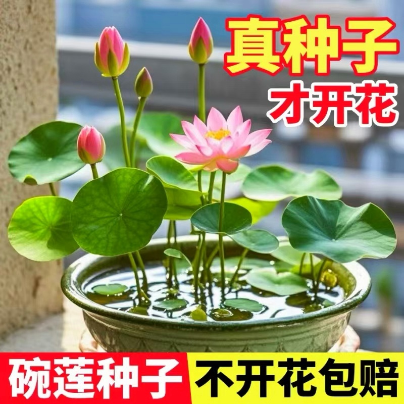 【5天发芽】碗莲种当年开花水培水养绿植物睡莲荷花无土盆栽花卉