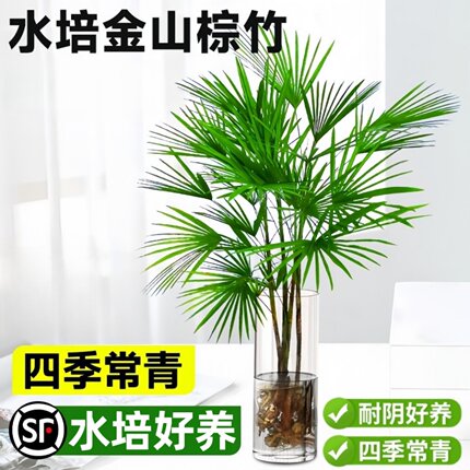 金山棕竹盆栽水培绿植物小叶米竹室内客厅大型招财旺宅富贵竹水竹