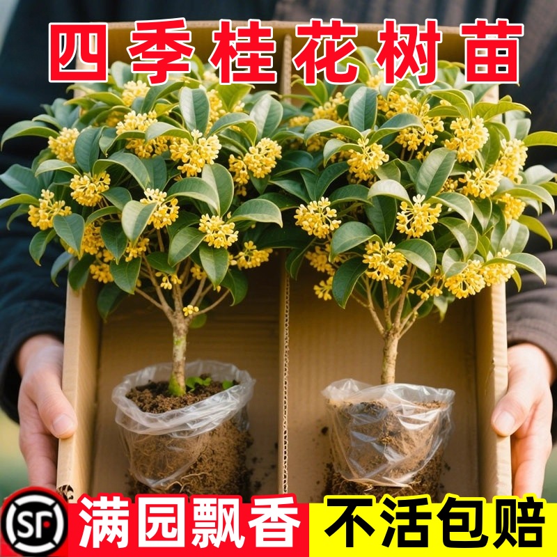四季桂花盆栽金桂浓香型绿植室内花卉阳台植物好养活桂花树苗