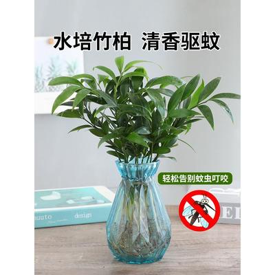 水培驱蚊竹柏植物室内水养绿植花卉盆栽办公室桌面四季常青好养活