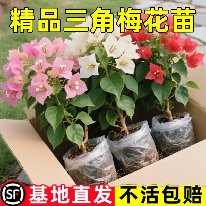 绿缨三角梅盆栽带花树苗四季花卉
