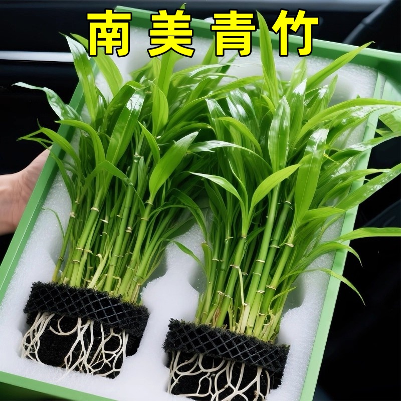 南美青竹坨草水草淡水植物鱼缸造景装饰懒人水培增氧净水阴性活体