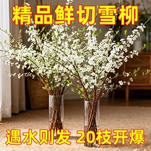 雪柳鲜枝干枝支盆栽喷雪插花卉水培植物室内好养绿植枯木逢春龙柳