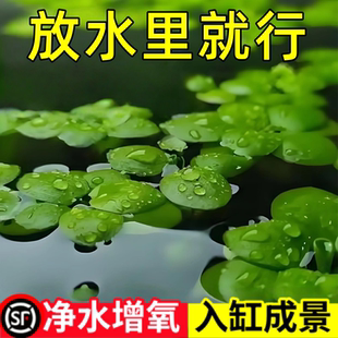 圆心萍浮萍水草植物鱼缸造景水培水芙蓉净化水质鱼虾龟缸漂浮水草
