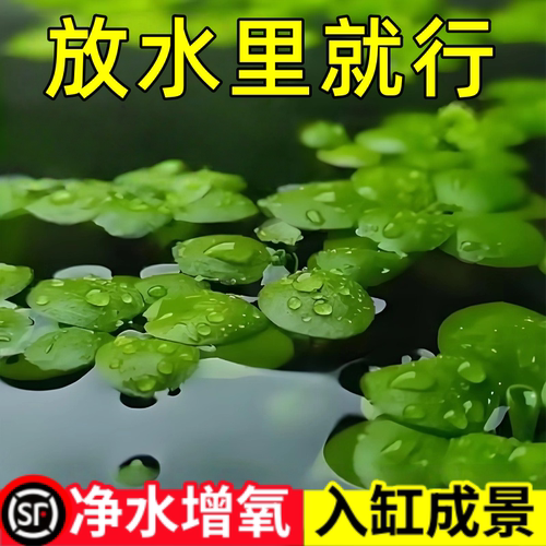 圆心萍浮萍水草植物鱼缸造景水培水芙蓉净化水质鱼虾龟缸漂浮水草