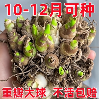 晚香玉带花苞特大号重瓣大花球根带生浓香型切花庭院阳台花卉盆栽