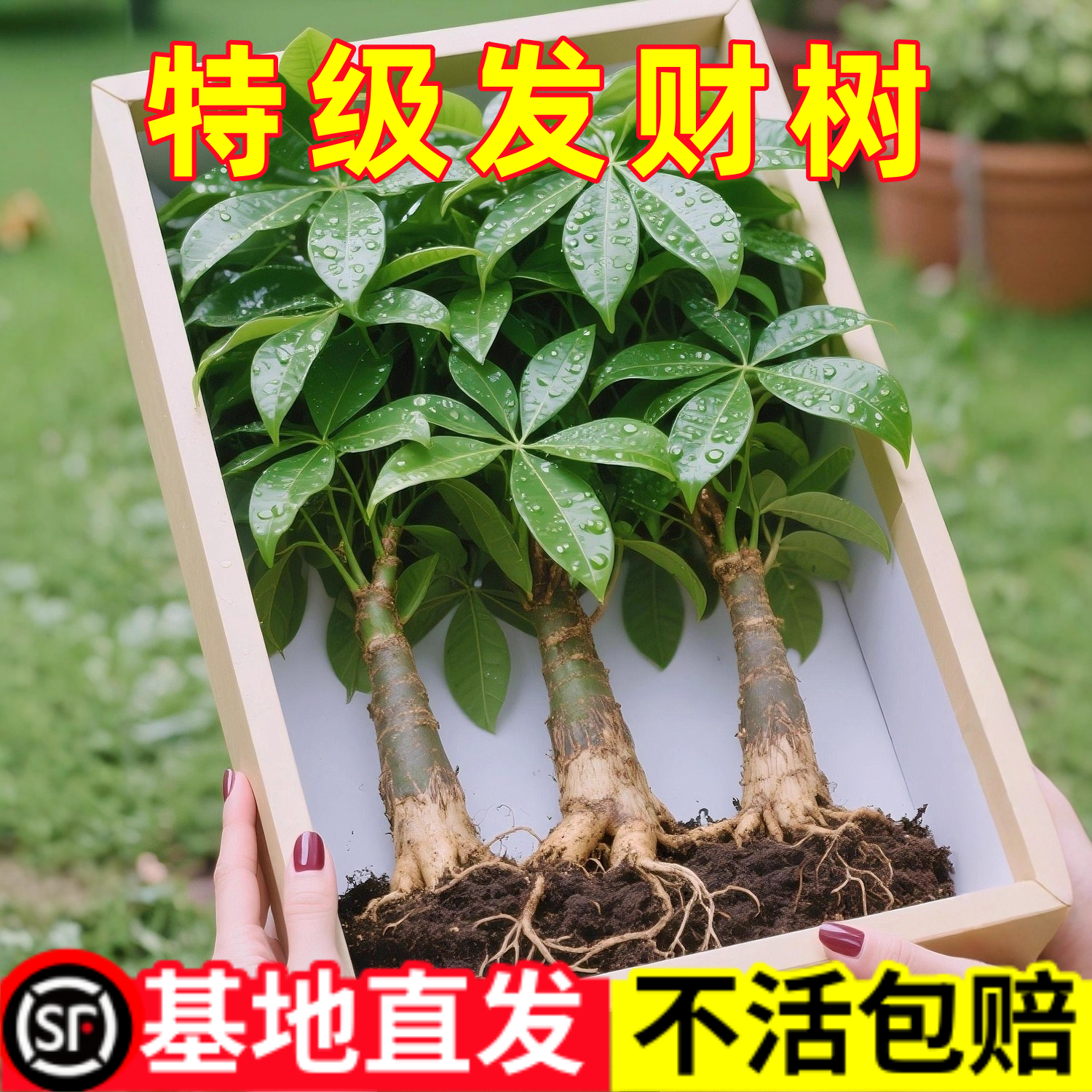 发财树盆栽大棵室内摆客厅大型步步高招财树绿植物办公室乔迁开业