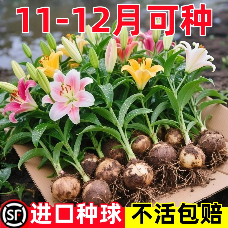 百合花种球进口香水百合四季好花养花卉植物室内鲜花盆栽花种子